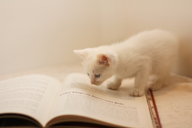 英語を読む猫